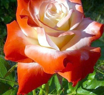 A Beauty for Welcha, roses, petals, nature, flowers, two colors, macro HD wallpaper