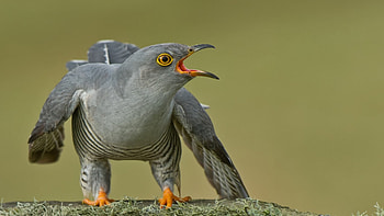 Graphic cuckoo , Artistic avian, Nature-inspired, Aesthetic delight HD wallpaper