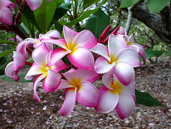 Flowers, Leaves, Close-Up, Branch, Plumeria HD wallpaper