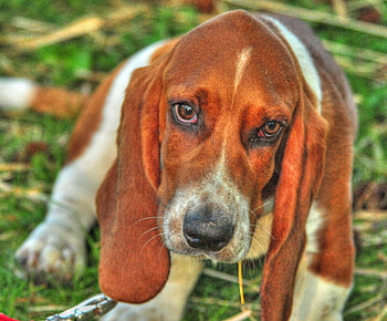 Animals, Dog, Muzzle, Sight, Opinion, Basset HD wallpaper