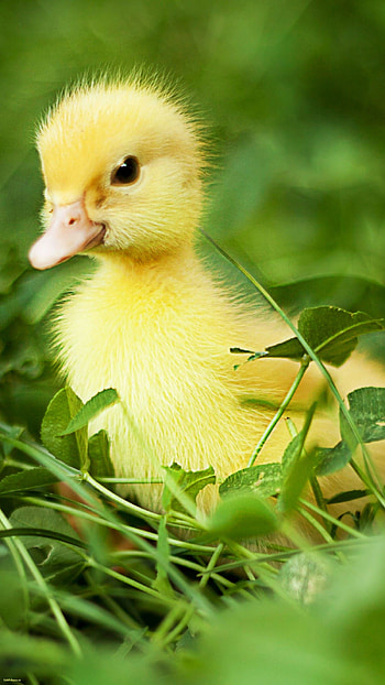 Cute duck , Most popular, Adorable backgrounds, Irresistible charm HD phone wallpaper