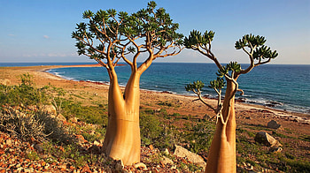 Socotra island -Yemen, trees, island, Yemen, ocean HD wallpaper