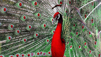Red, Peacocks HD wallpaper