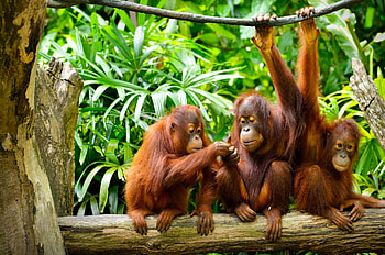 Orangutan species diversity, Ape kingdom, Primate habitats, Wildlife conservation HD wallpaper