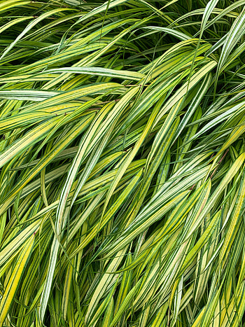 Grass, Plant, Macro, Wet HD phone wallpaper
