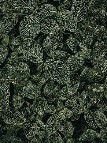 Leaves, Plant, Macro, Veins HD phone wallpaper