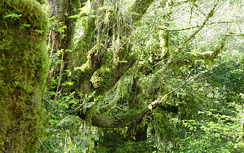 Nature, Forest, Branches, Moss, Thickets, Thicket HD wallpaper