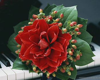 still life, decoration, bouquet, piano, beautiful, greens, red flower HD wallpaper