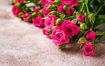 purple roses bouquet, , bokeh, purple flowers, roses, buds, roses frames, beautiful flowers, backgrounds with roses, purple roses HD wallpaper