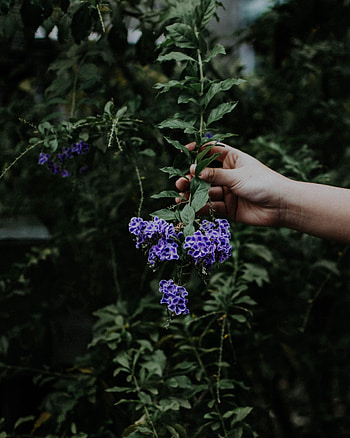 Flowers, Flower, Hand, Bloom, Flowering, Spring HD phone wallpaper
