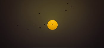 A mesmerizing scene of birds silhouetted against the setting sun in Jaipur's evening sky. HD wallpaper