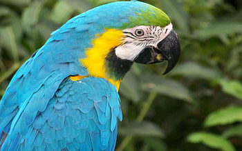 Animals, Feather, Beak, Multicolored, Motley, Parrot HD wallpaper