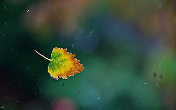 Autumn, Macro, Sheet, Leaf, Glass, Window HD wallpaper
