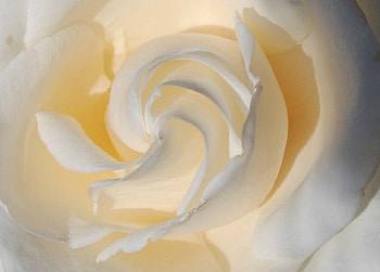 White rose, rose, white, macro, flower HD wallpaper
