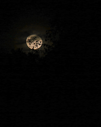 Night, Clouds, Moon, Branches HD phone wallpaper