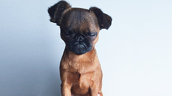 Brussels Griffon, Contact information, Dog services, Pet graphy HD wallpaper