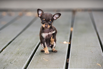 Chihuahua merkmale und besonderheiten, Kleinen modehundes, Flausch und Wissenschaft, Hundefreuden HD wallpaper