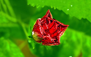 Background, Drops, Macro, Rose Flower, Rose, Petals, Dew HD wallpaper