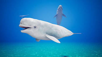 Beluga Whale, Characters UE Marketplace, Oceanic charm HD wallpaper