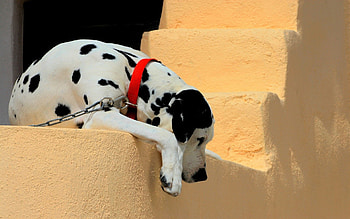 Animals, To Lie Down, Lie, Dog, Shadow, Ladder, Stairs, Dalmatian, Collar HD wallpaper