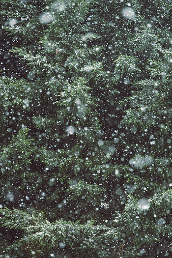 Winter, Nature, Snow, Wood, Tree, Branches, Snowfall HD phone wallpaper