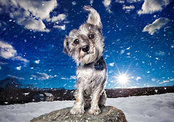 Breeze, winter, dog, wind, snow, clouds, sky HD wallpaper