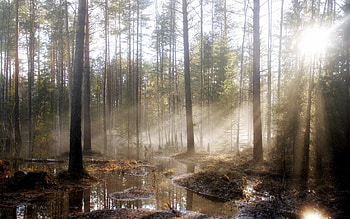 Nature, Trees, Sun, Shine, Light, Forest, Spring, Puddles, Flood, High Water HD wallpaper