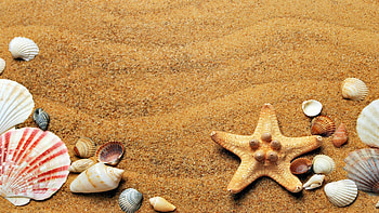 Beach starfish , Pling HD wallpaper