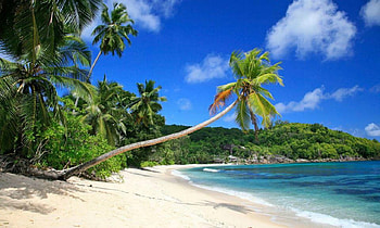 Tropical Paradise, Tropical, Palm tree, Sea, Sans, Waves, Blueskies HD wallpaper