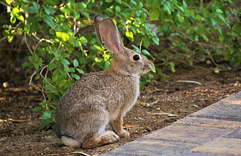 Animals, Fluffy, Sight, Opinion, Animal, Profile, Rabbit HD wallpaper