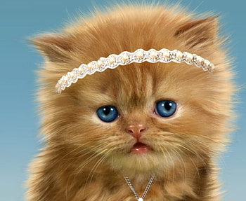 Kitten, pisica, blue, animal, eyes, face, cute, cat HD wallpaper