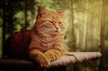 A serene ginger tabby cat rests peacefully in a sunlit forest setting. HD wallpaper