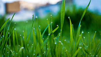 Grass With Water Drops In Blur Background graphy HD wallpaper