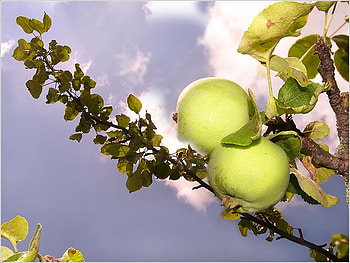 apples, blue, branch, background, green, clouds, sky, beautiful HD wallpaper