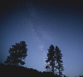Trees, Stars, Night, Dark, Starry Sky HD wallpaper