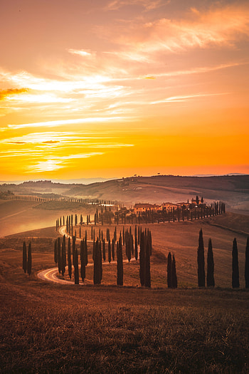 Nature, Trees, Sunset, Grass, Horizon, Road HD phone wallpaper