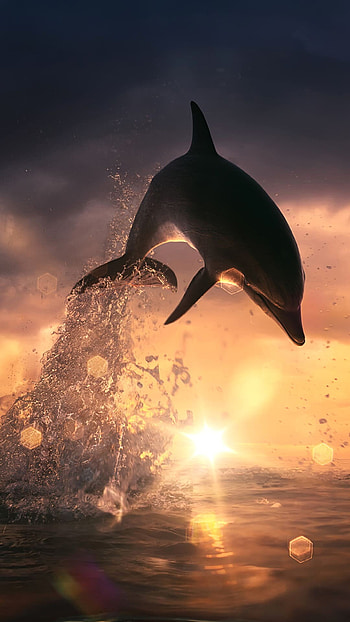 Dolphin , Stunning visuals, High-quality backgrounds, Captivating ry HD phone wallpaper