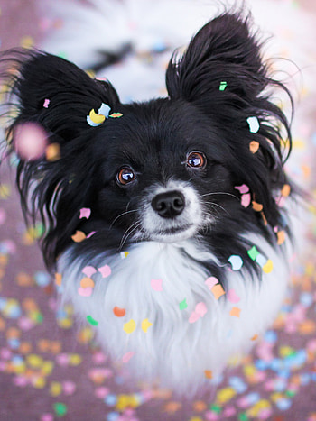 Animal chihuahua, Small and cute, Popular breed, Lovable pets HD phone wallpaper