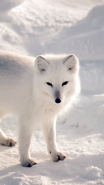 Snowy winter animal, Arctic fox beauty, , Nature's gift HD phone wallpaper