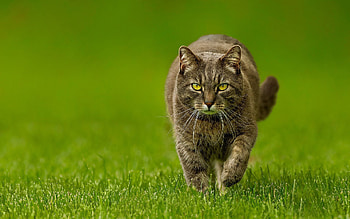 Cat, Animals, Nature, Greens, Lawn, Spring HD wallpaper