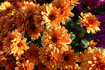 Flowers, Chrysanthemum, Wet HD wallpaper