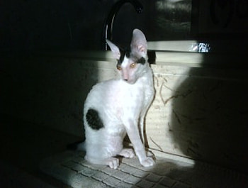 Chéret, cat, cornish rex HD wallpaper
