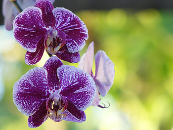 Flowers, Flower, Bud, Orchid HD wallpaper