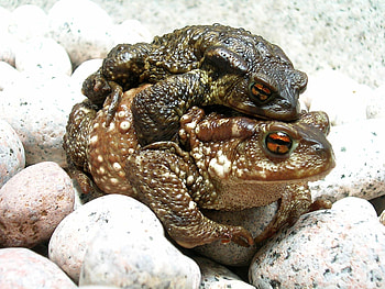 Animals, Stones, Frogs, Couple, Pair HD wallpaper