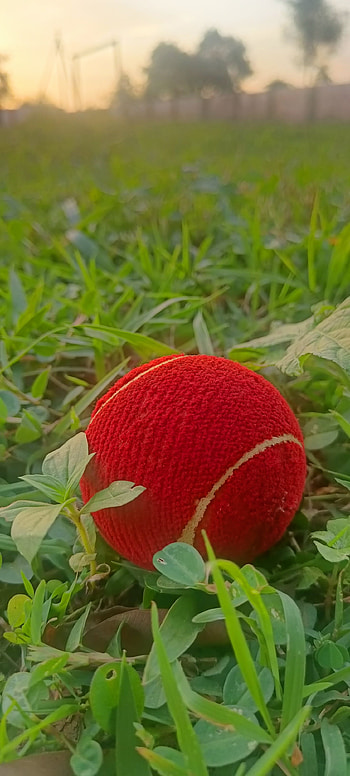 Cricket Tennis ball, petal, gullycricket, tennisball HD phone wallpaper