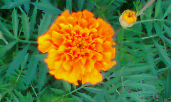 Beautiful flower, beautiful, nature, flowers, flower HD wallpaper