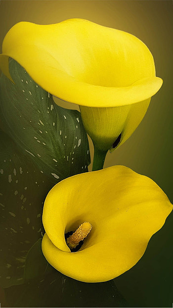 Calla Lily, Digital art , Aesthetic beauty, Artistic charm HD phone wallpaper
