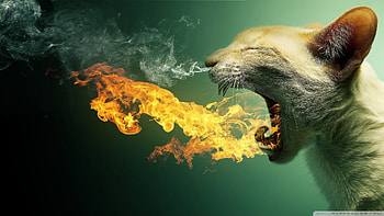Funny, Animals, Cats, Art HD wallpaper