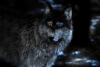 Wolf Heterochromia Fantasy, wolf, fantasy, artist, artwork, digital-art, deviantart HD wallpaper