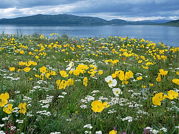 Landscape, Flowers, Rivers HD wallpaper